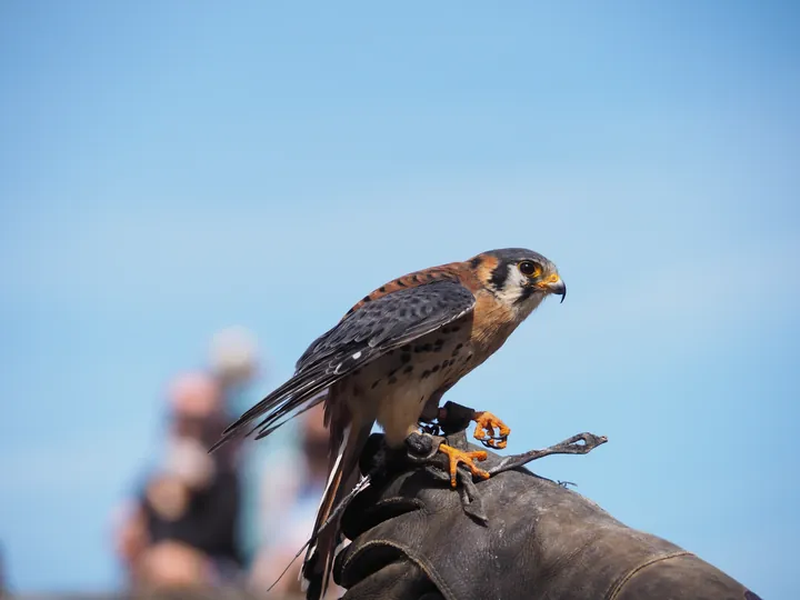 Birds of prey show at Chateau de La Roche-en-Ardenne (Belgium)